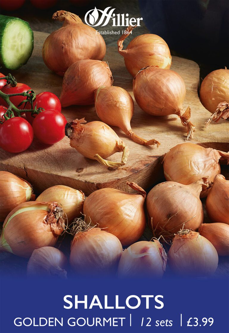 8718641999356 1 Shallot Golden Gourmet.jpg